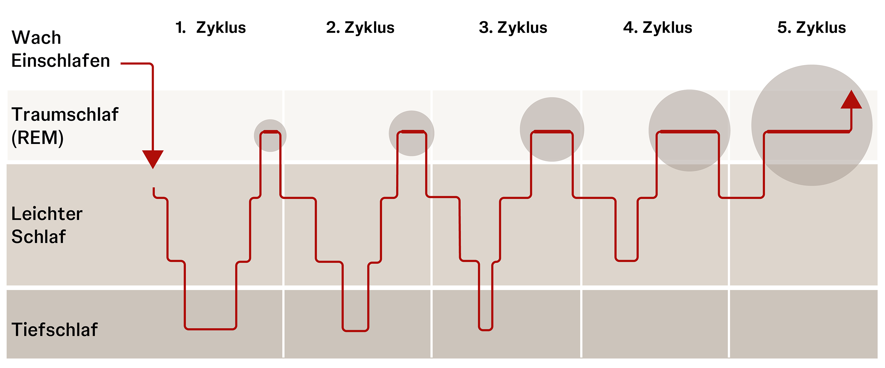 Grafische Darstellung der Schlafphasen und wie sie sich mit jedem Zyklus ändern. Etwa 5-mal durchläuft man beim gesunden Schlaf die Phasen leichter Schlaf, Tiefschlaf und REM-Schlaf.