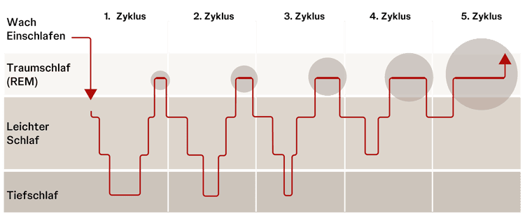 Die Länge der Schlafphasen ändert sich von Zyklus zu Zyklus. Grafische Darstellung der Schlafphasen und wie sie sich mit jedem Zyklus ändern. Etwa 5-mal durchläuft man beim gesunden Schlaf die Phasen leichter Schlaf, Tiefschlaf und REM-Schlaf.