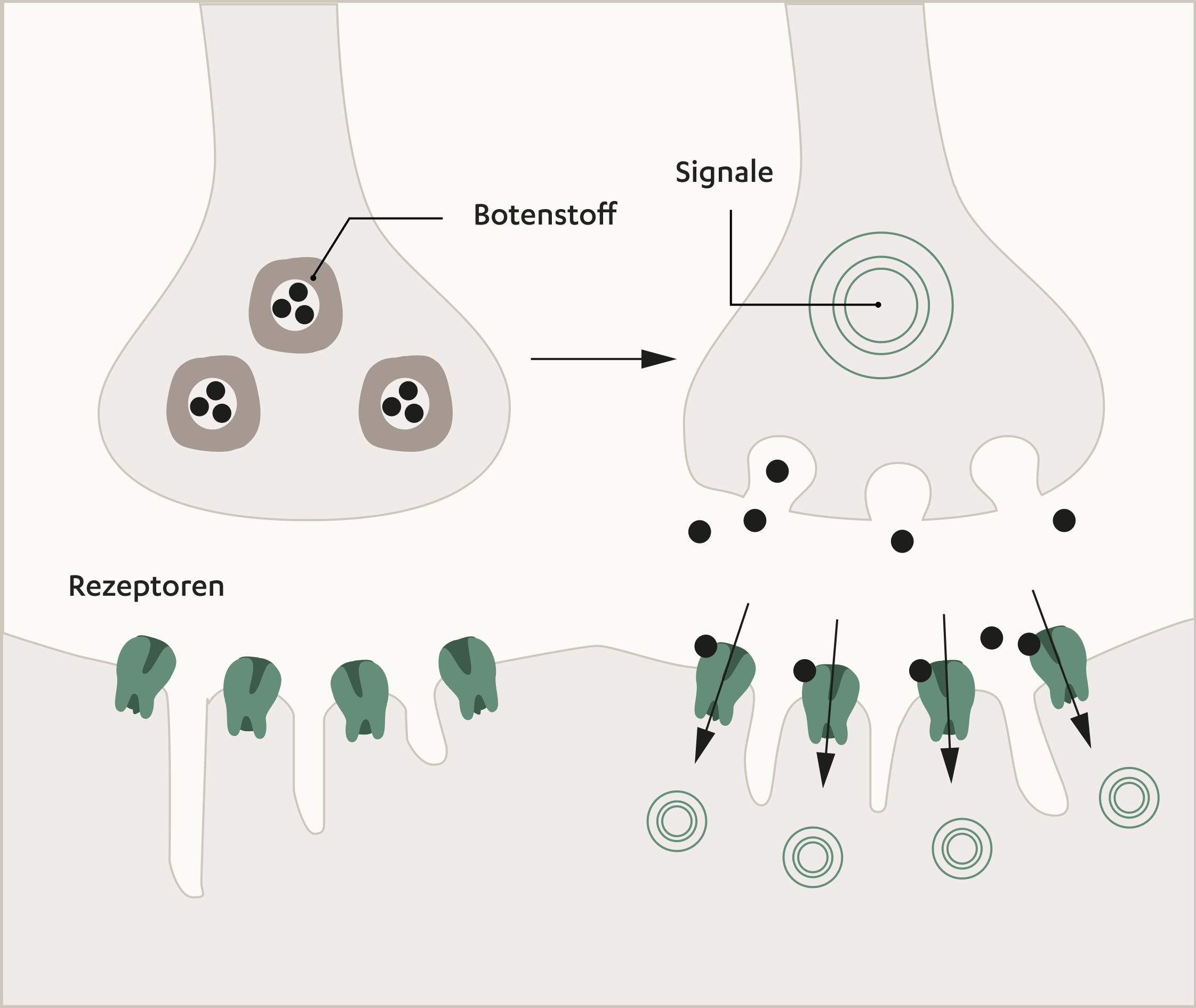 Myasthenia gravis Symptome, Ursachen und Behandlung JanssenWithMe