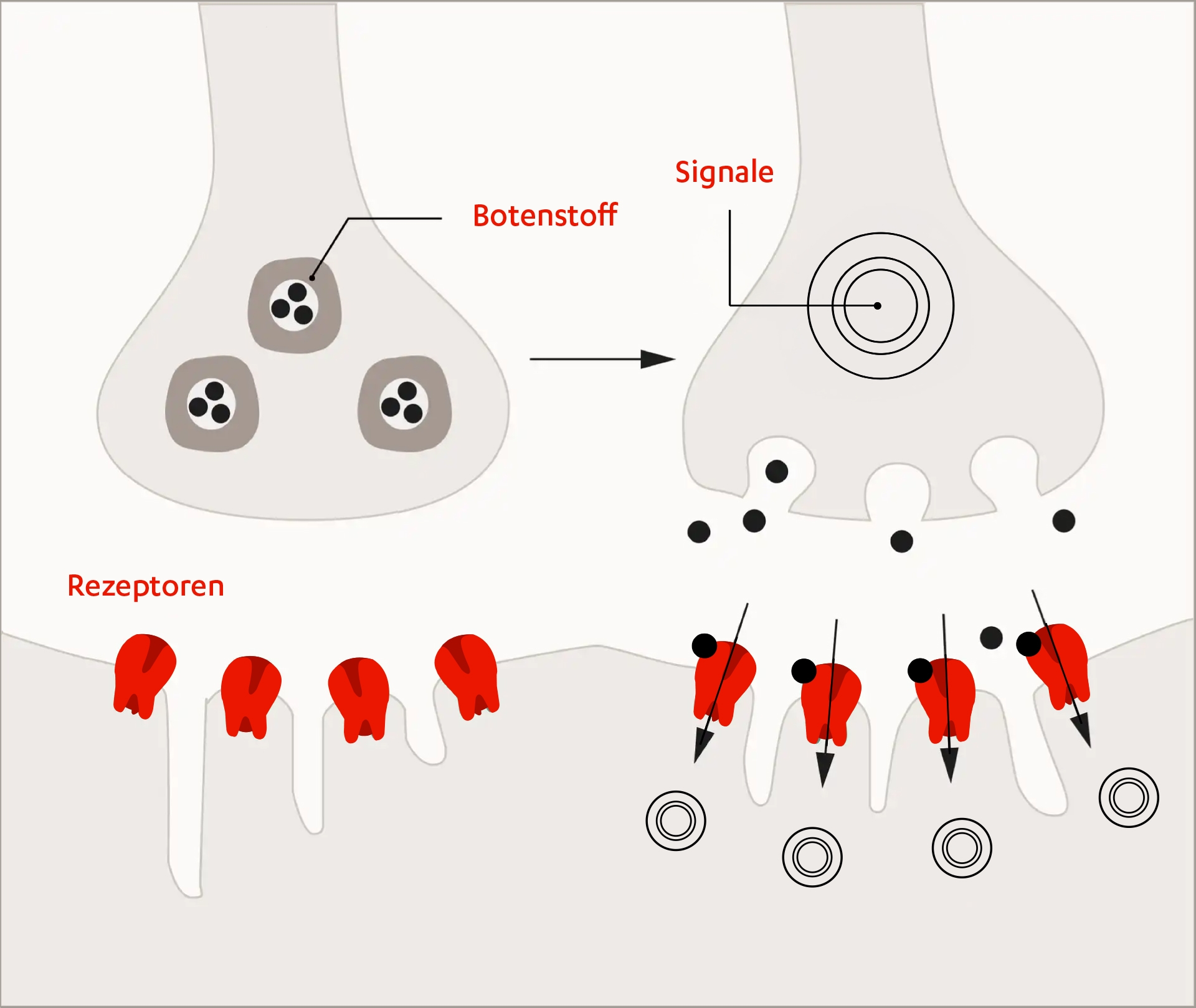 Normale Signalübertragung zwischen Nerven- und Muskelzellen an der motorischen Endplatte mit Botenstoffen, Signalen und Rezeptoren bei gesunden Menschen