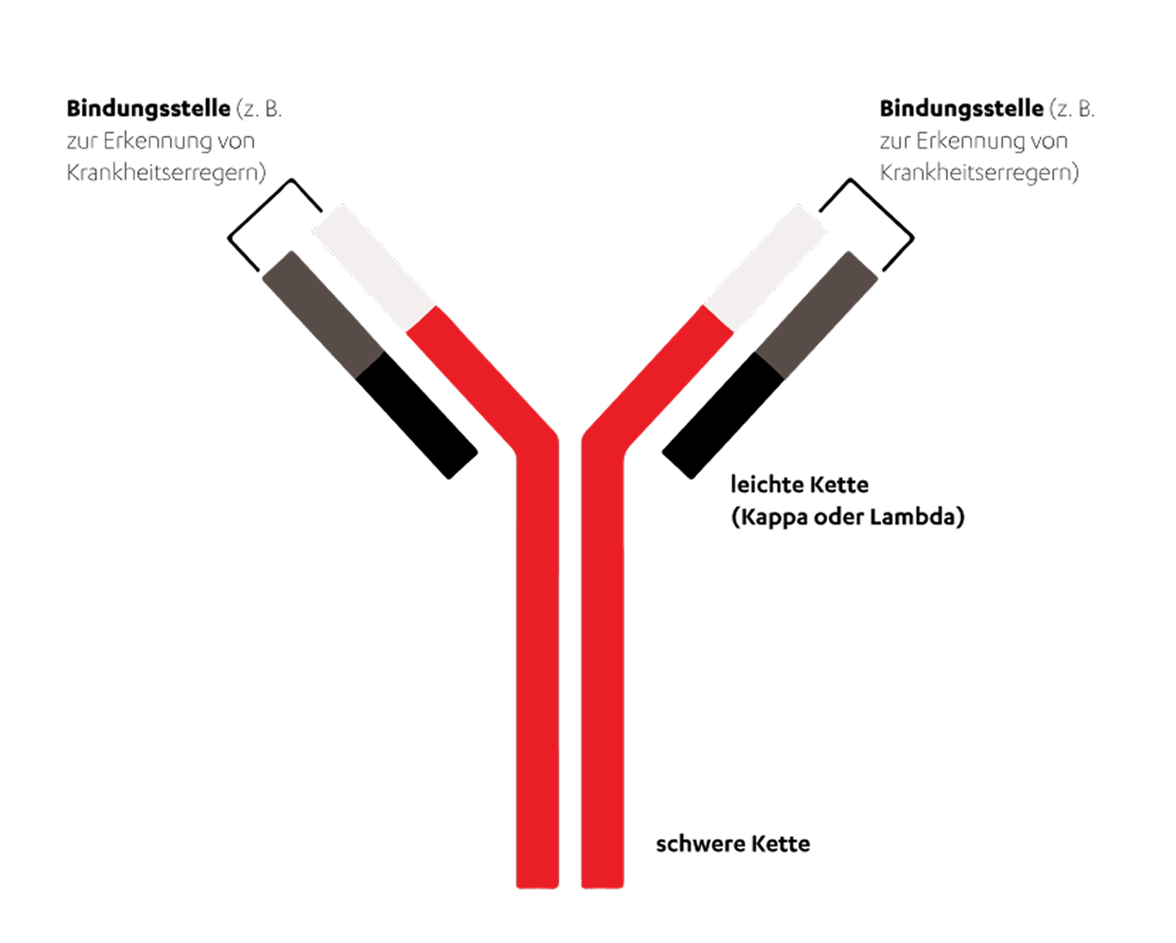 Aufbau eines Antikörpers