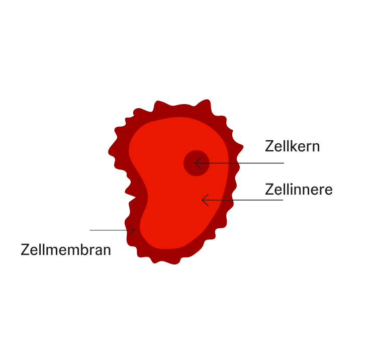 Schematische Darstellung einer Tumorzelle mit Zellmembran, Zellkern und Zellinnerem.