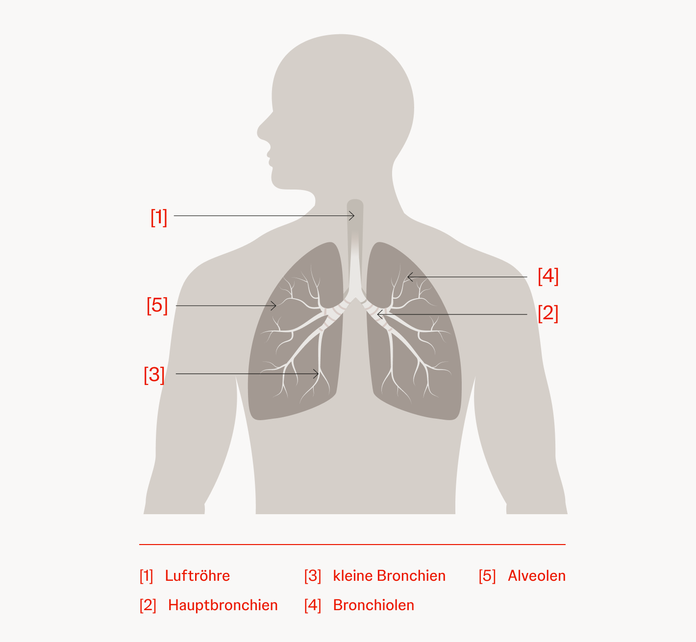 Die Lunge und ihre Bestandteile