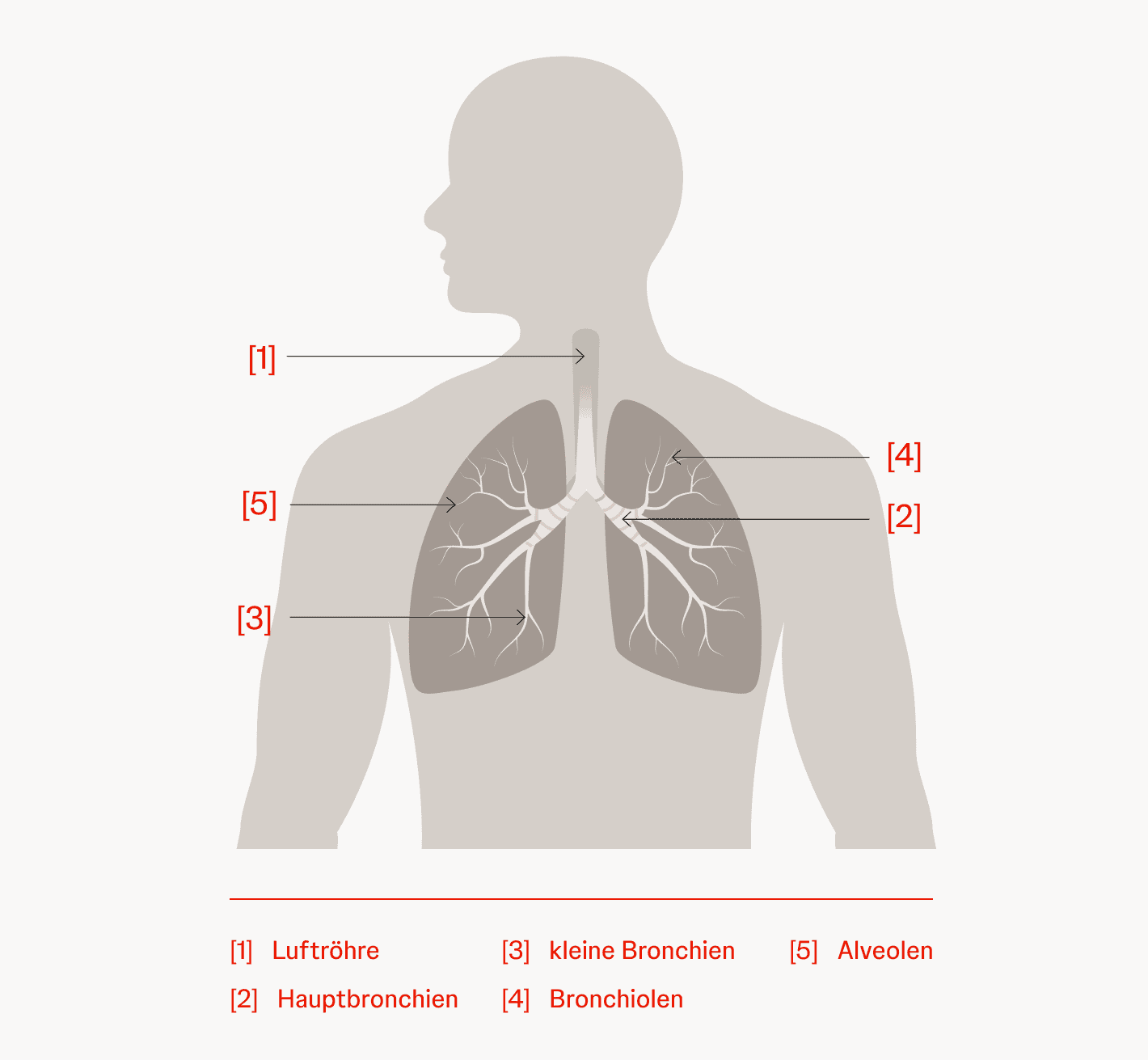 Schematische Darstellung der Lungenanatomie Schematische Darstellung von Lunge und Atemwegen mit Lungenflügeln, Bronchien, Luftröhre und Alveolen.