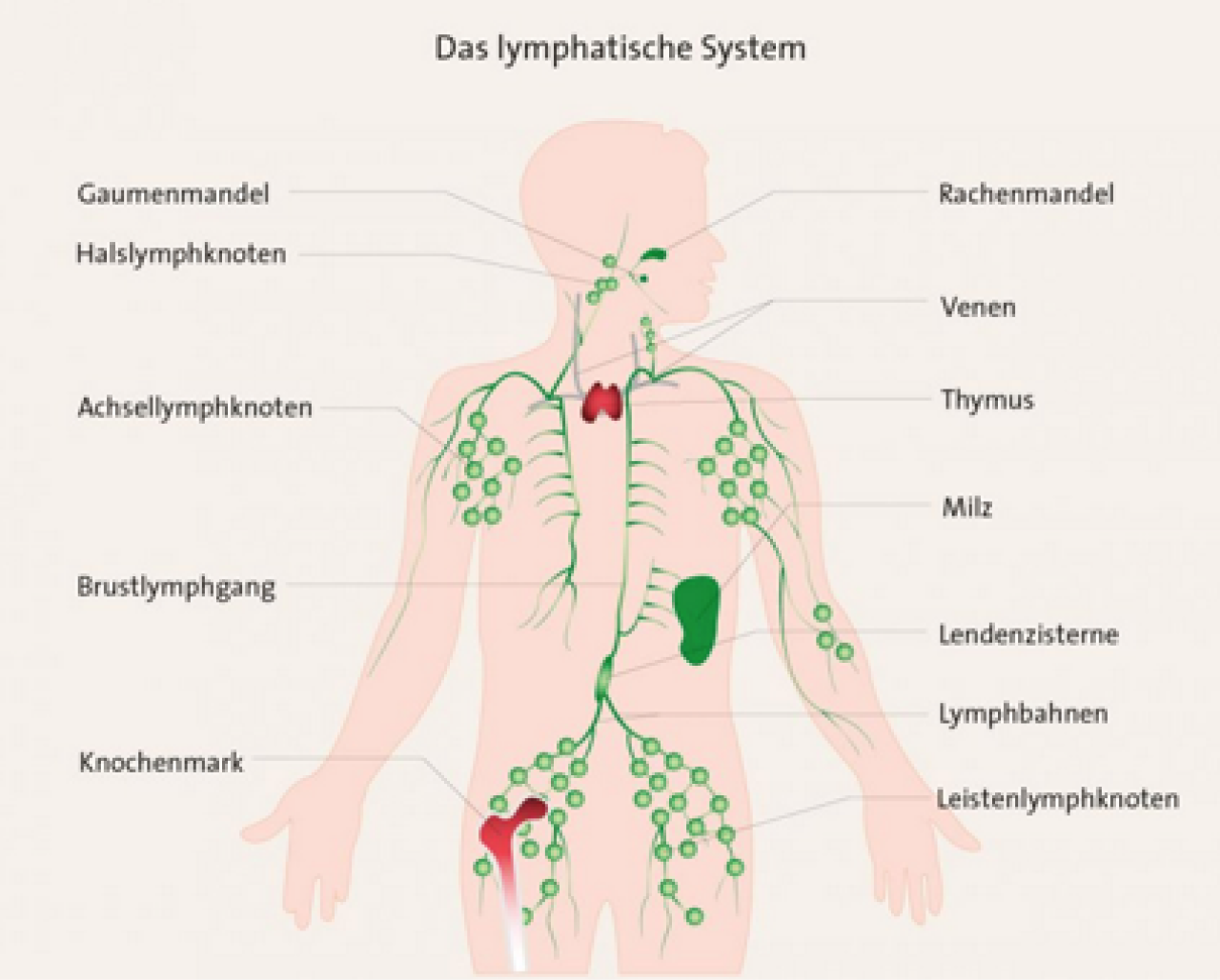 Das lymphatische System abgebildet