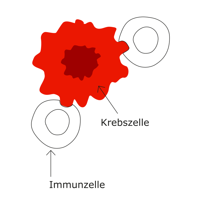 Schematische Darstellung von Immunzellen, die an eine Krebszelle andocken und sie bekämpfen
