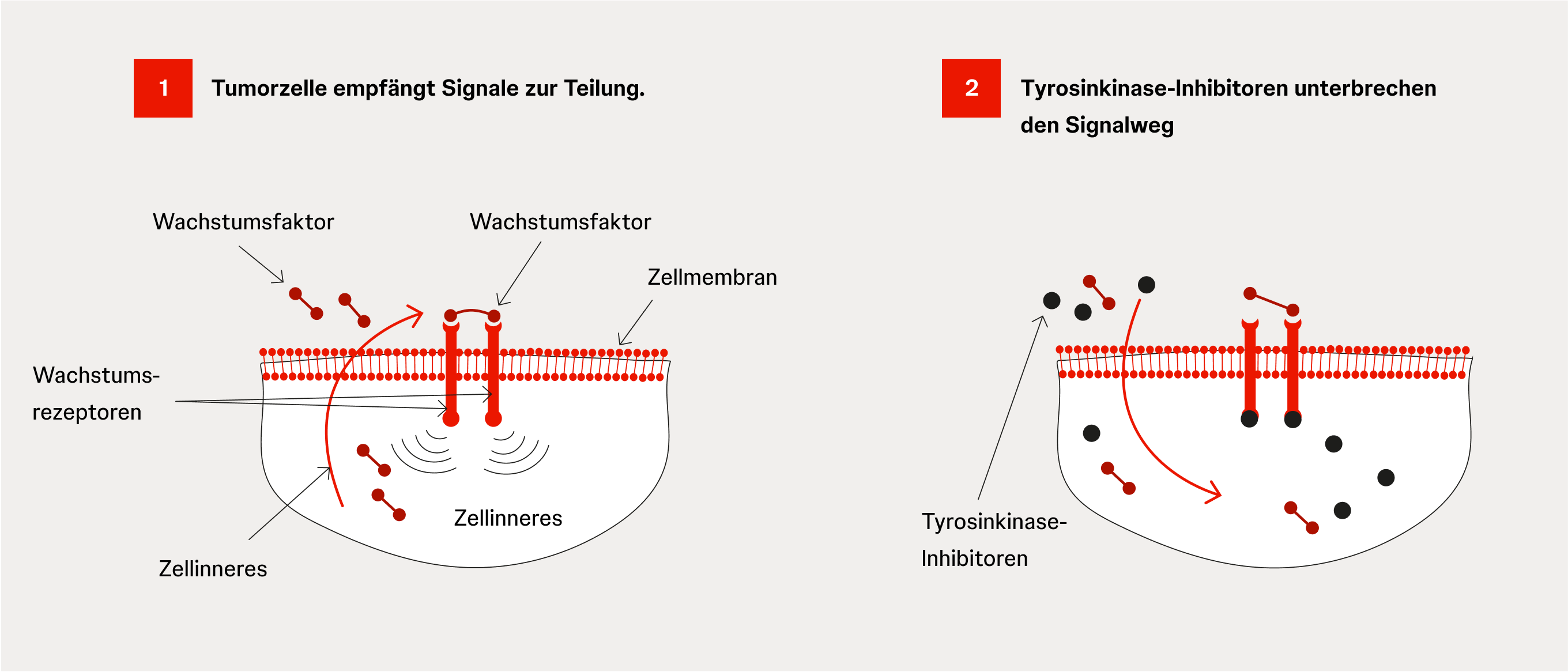 Schematische Darstellung des Wirkprinzips von Tyrosinkinase-Inhibitoren: Blockade von Wachstumssignalen.