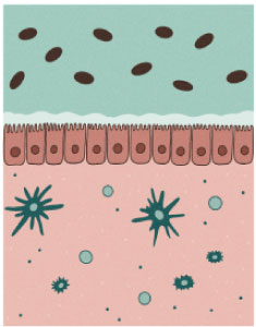 Zeichnung einer gesunden Darmschleimhaut, die vor dem Eindringen krankheitserregender Stoffe und Bakterien schützt. Bei Colitis ulcerosa ist diese natürliche Schutzfunktion gestört. 