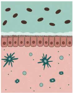 Die Darmschleimhaut mit natürlicher Schutzfunktion Zeichnung einer gesunden Darmschleimhaut, die vor dem Eindringen krankheitserregender Stoffe und Bakterien schützt. Bei Colitis ulcerosa ist diese natürliche Schutzfunktion gestört.