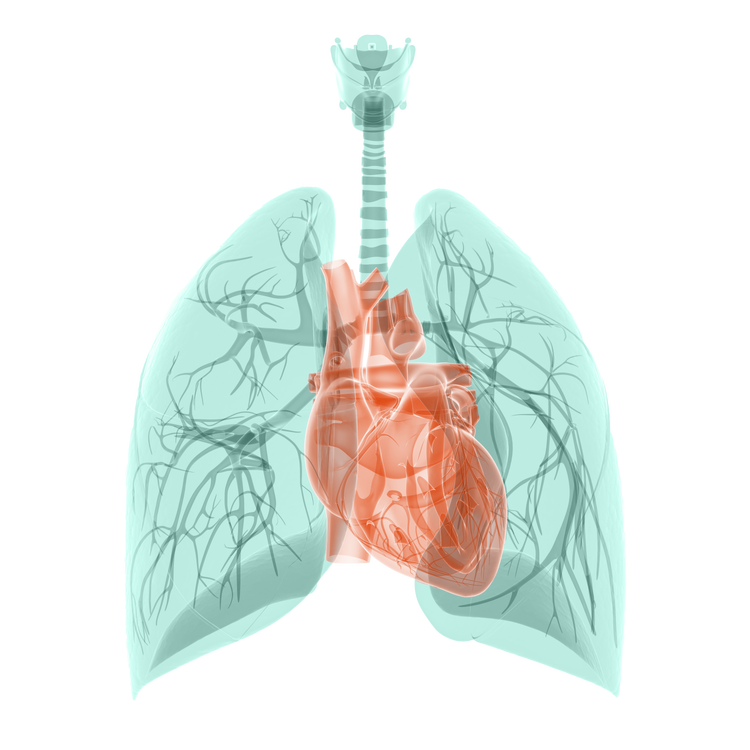 Was ist Lungenhochdruck (PAH)?