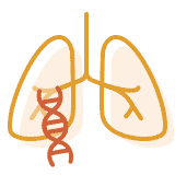 Vererbte PAH: Illustration Lunge
