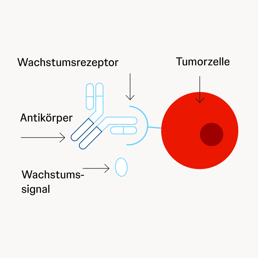 Schematische Darstellung einer Tumorzelle mit Rezeptor, an den ein Y-förmiger Antikörper bindet und Wachstumssignale blockiert.