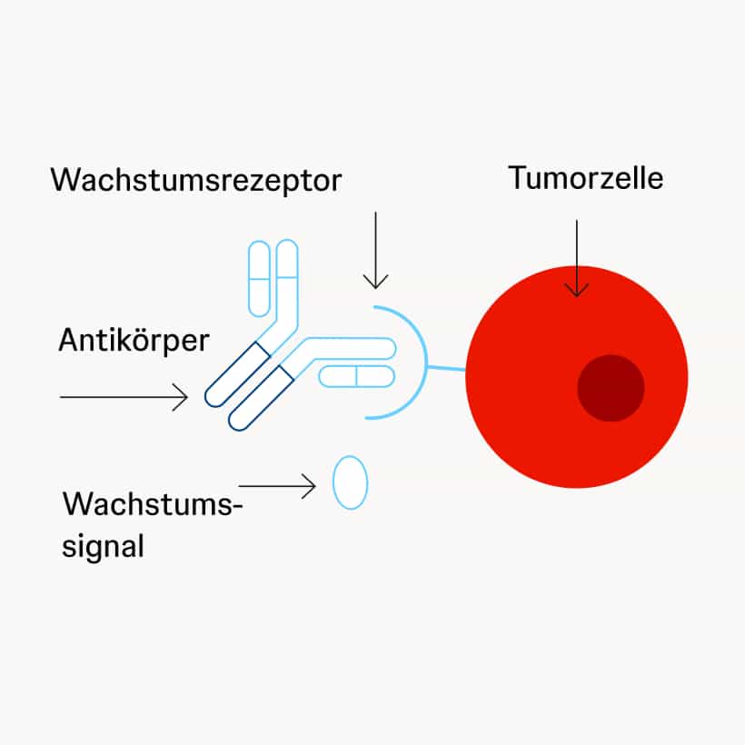 Antikörper blockieren Wachstumssignale an Tumorzellen Schematische Darstellung einer Tumorzelle mit Rezeptor, an den ein Y-förmiger Antikörper bindet und Wachstumssignale blockiert.