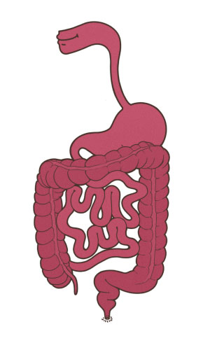 Zeichnung des Magen-Darm-Traktes mit roter Färbung des Dick- und Dünndarms, die bei Morbus Crohn betroffen sein können. 