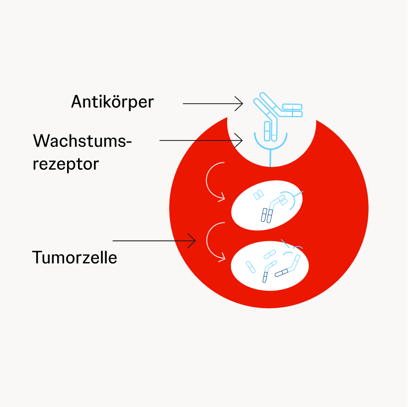 Schematische Darstellung eines an einen Rezeptor gebundenen Y-förmigen Antikörpers mit Folge einer geschädigten Tumorzelle.