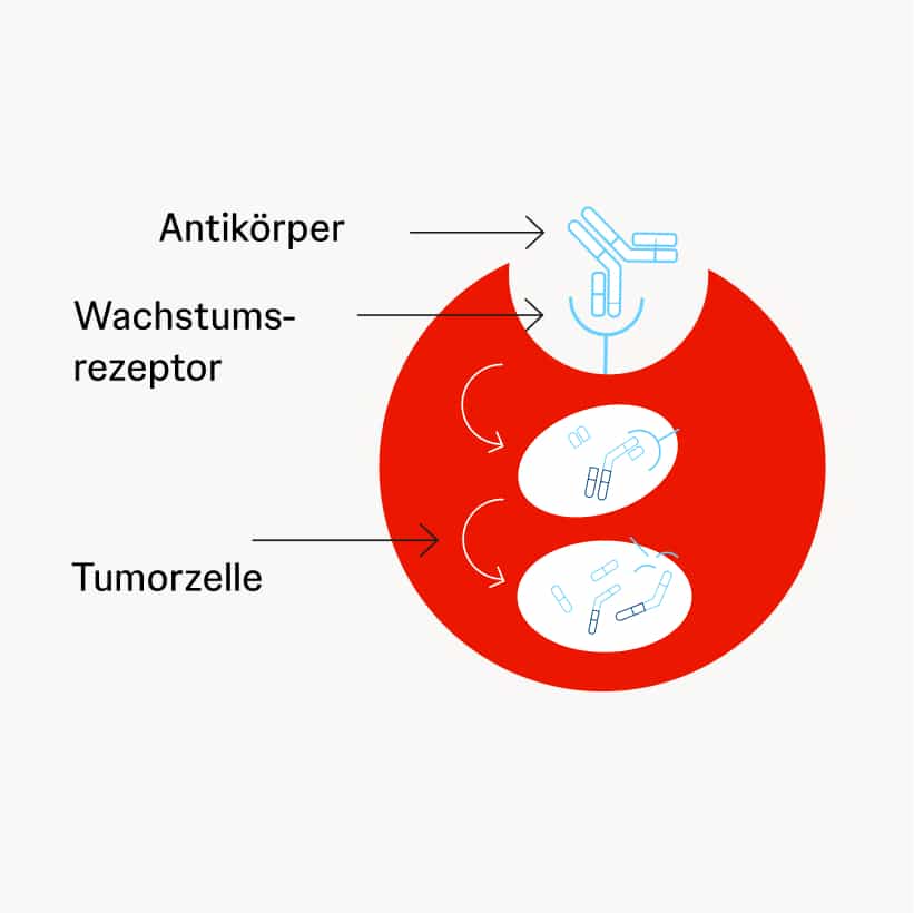 Antikörper unterbrechen die Signalkette in Tumorzellen Schematische Darstellung eines an einen Rezeptor gebundenen Y-förmigen Antikörpers mit Folge einer geschädigten Tumorzelle.
