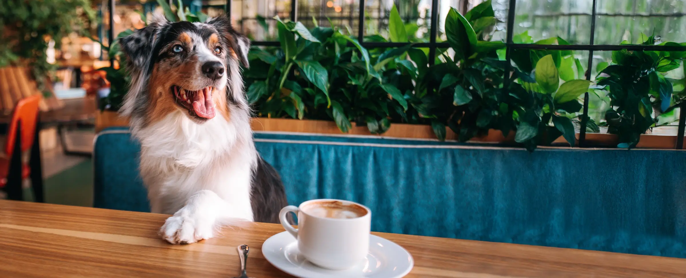 A dog enjoying a coffee in a cafe