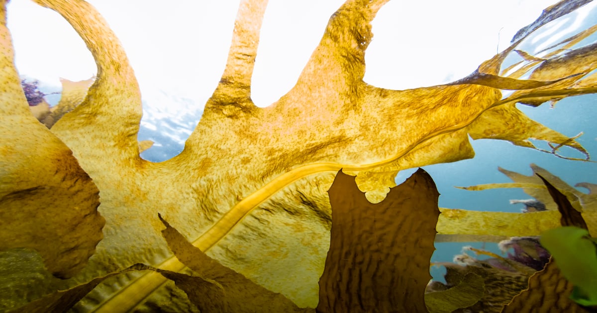 Fucoidan part 2: Bioactive seaweed compounds