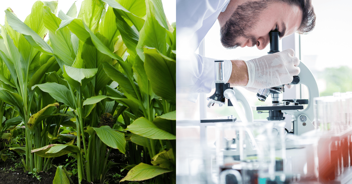 Traceable, tailor-made botanical solutions [Interview]