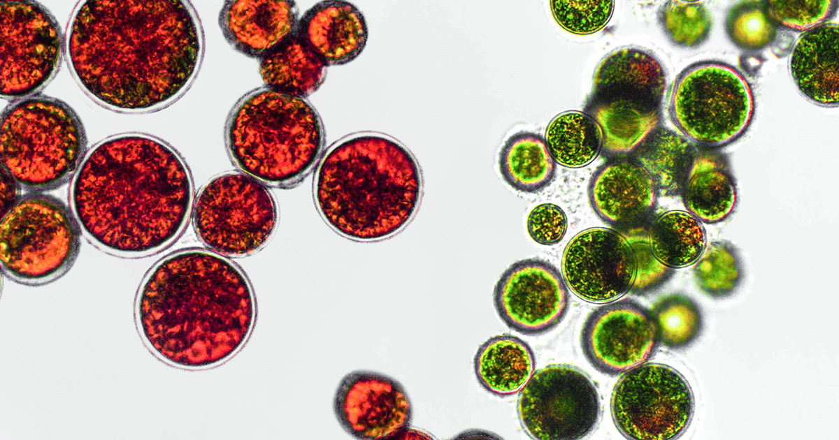 Microalgae Pic Microalgae: The sustainable superfood saving the food system