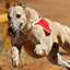 apuestas galgos