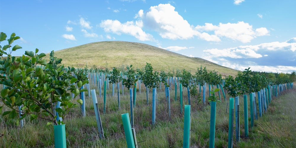 25 acres of new trees planted in Northumberland