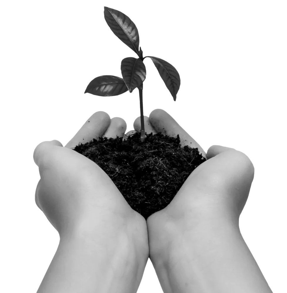 Hands holding dirt with a plant