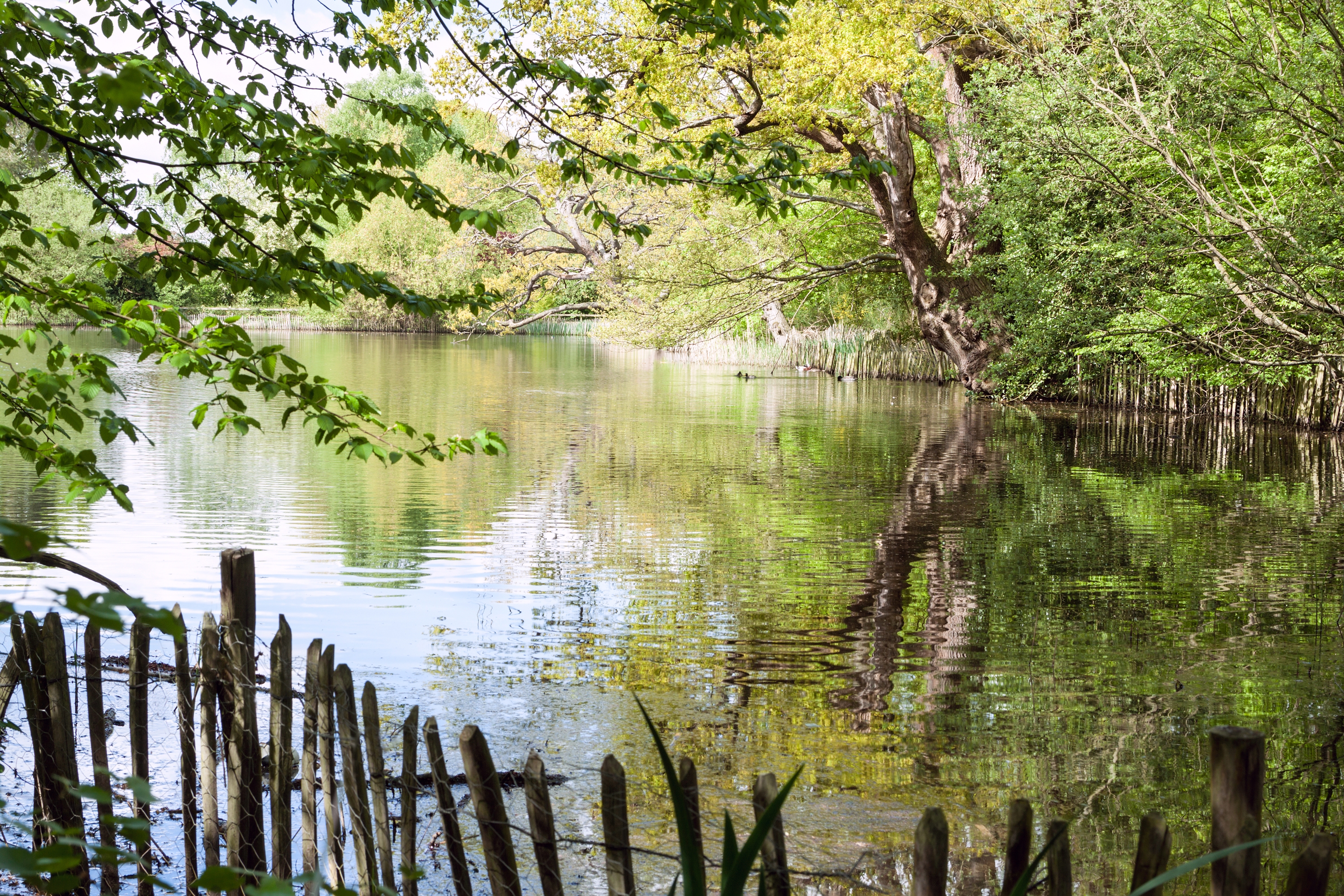 Danbury Country Park