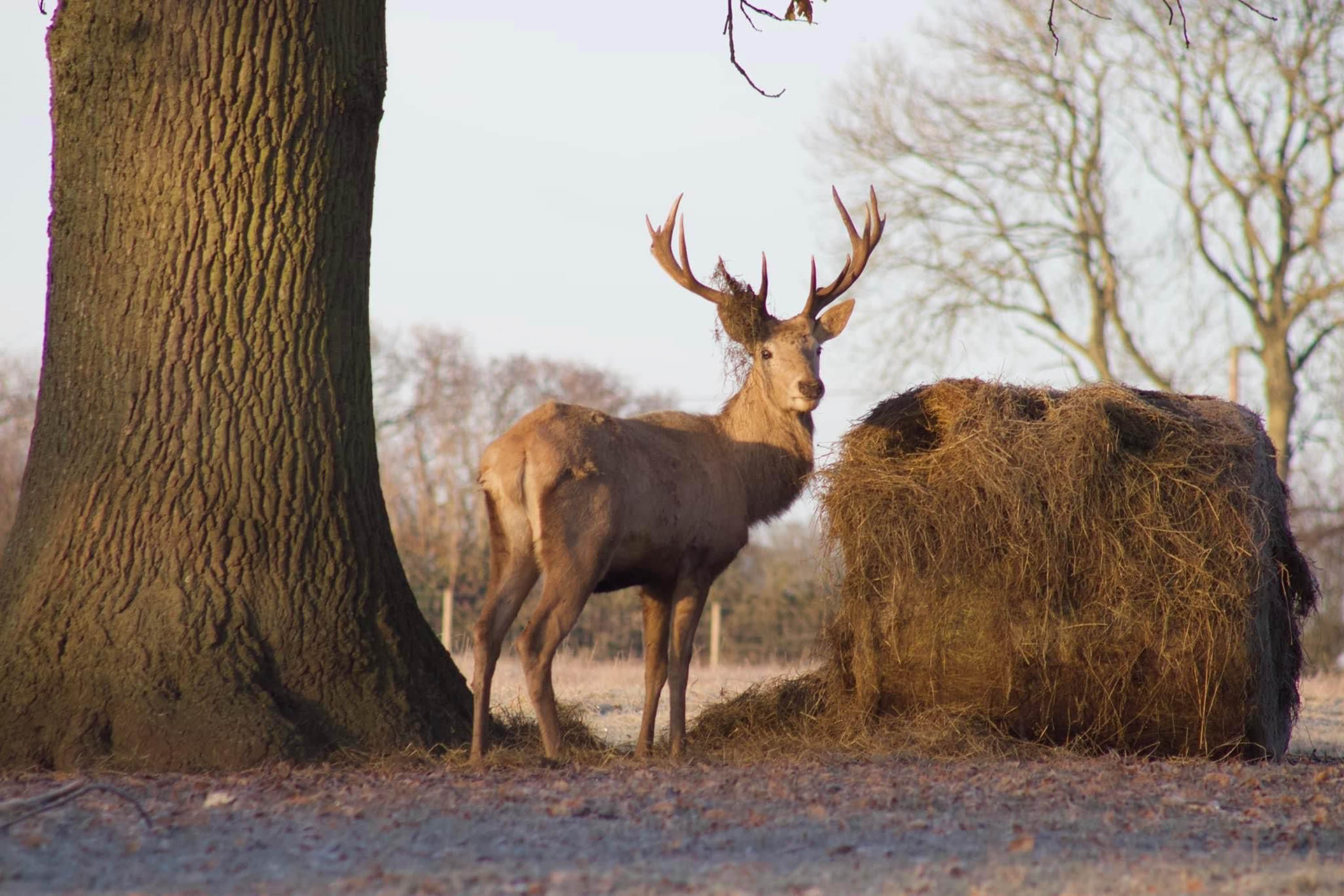 Deer