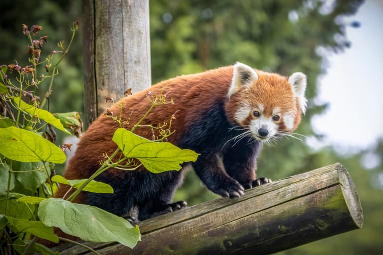 Colchester Zoo