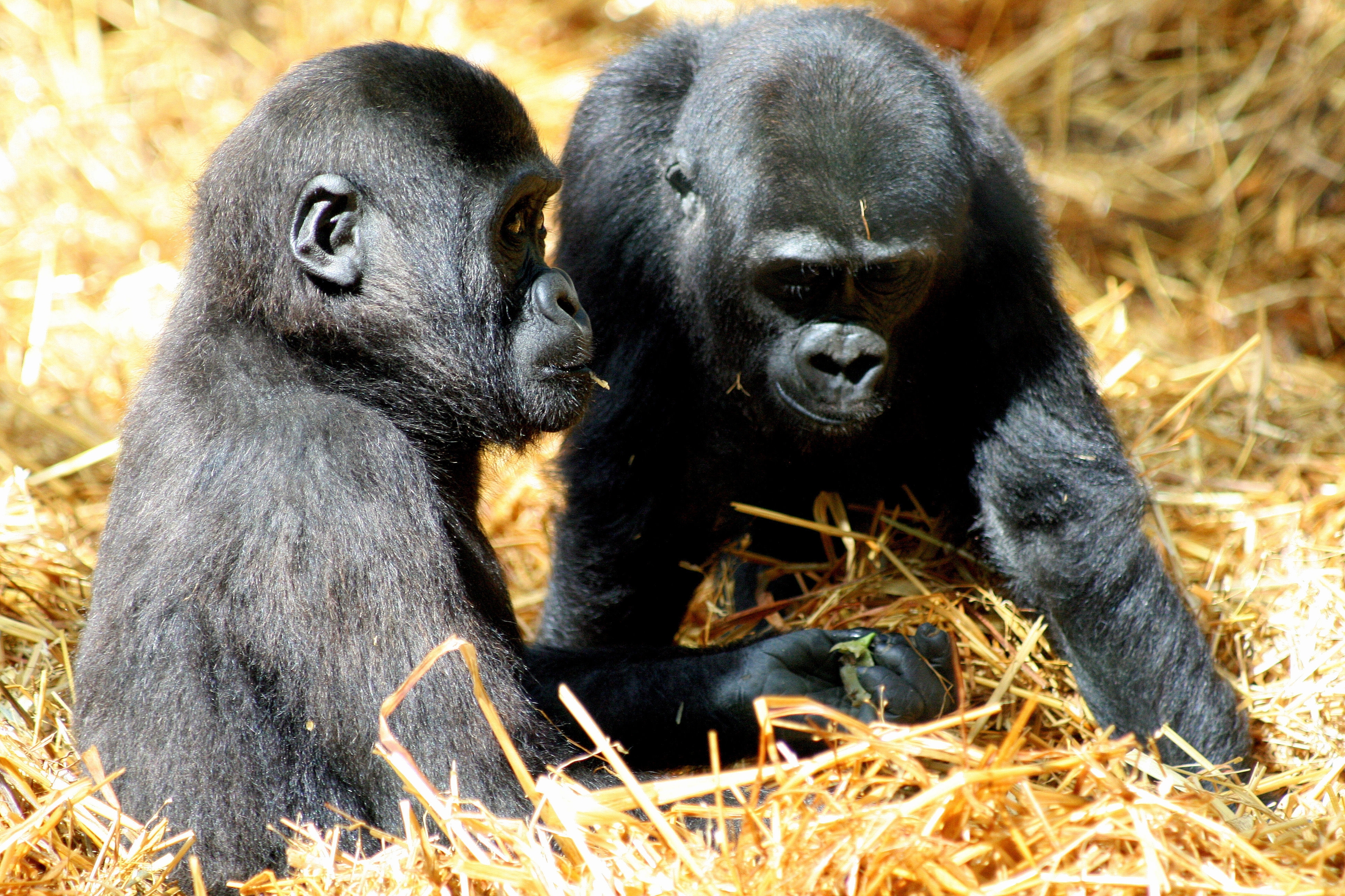 Howletts Wild Animal Park
