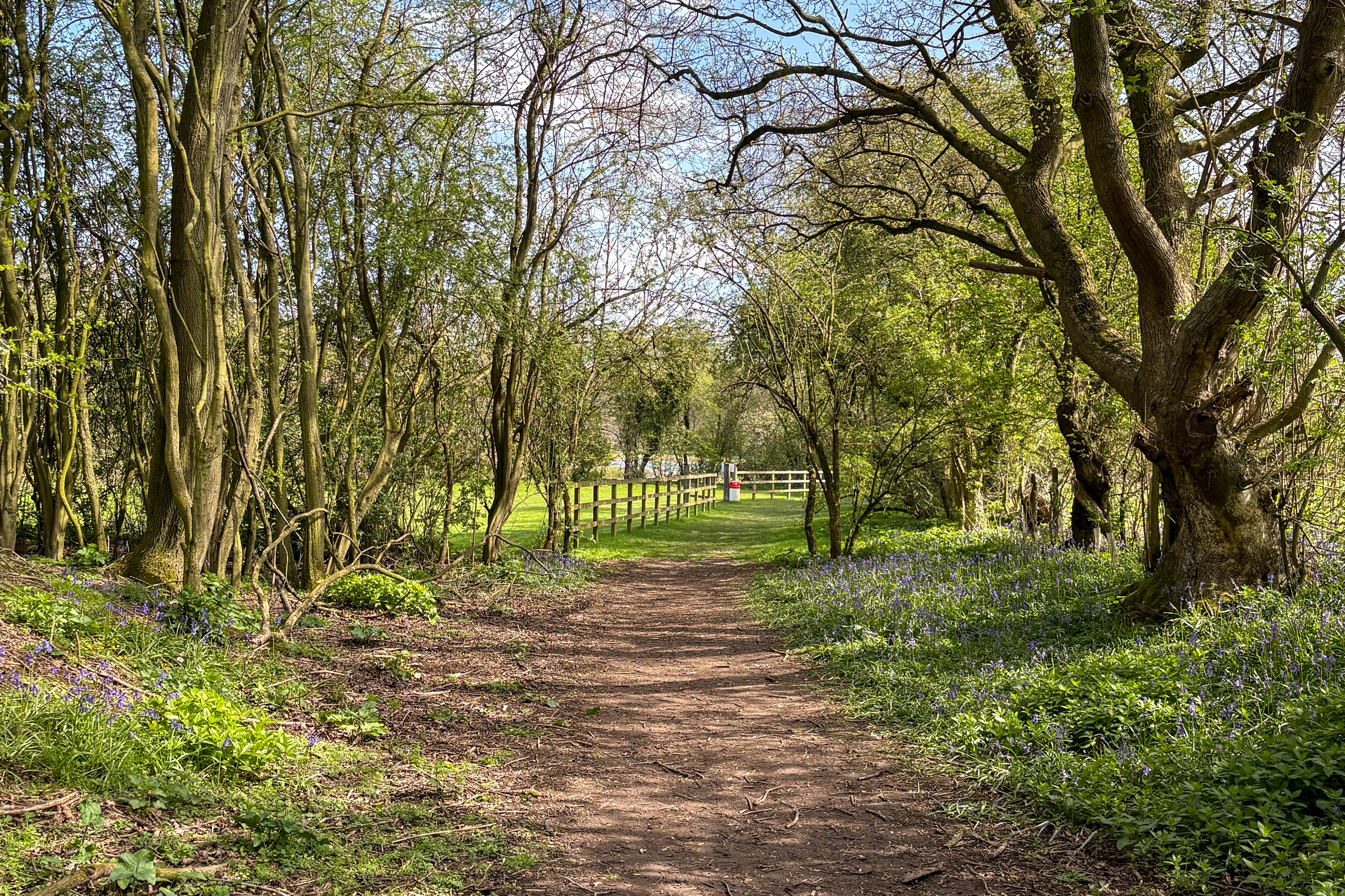 Woodland walks