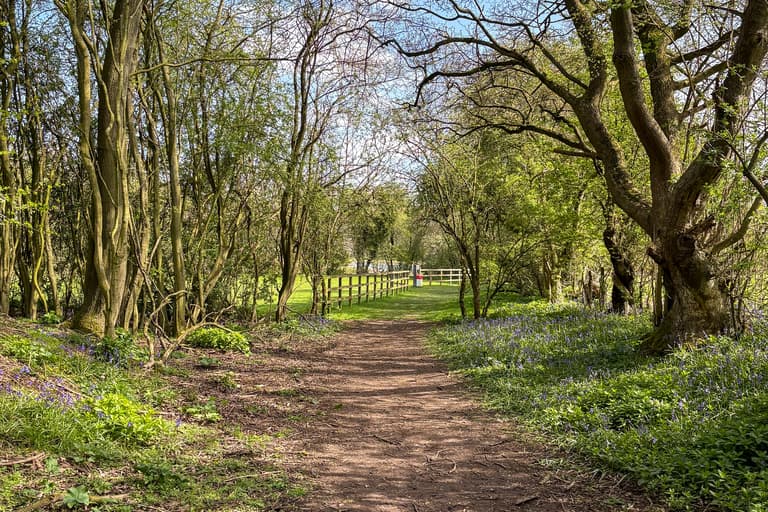 Woodland walks