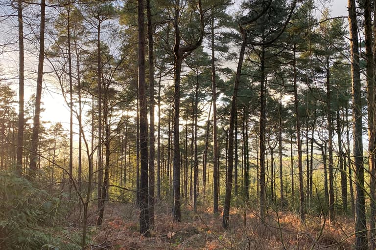 Holden Forest Park