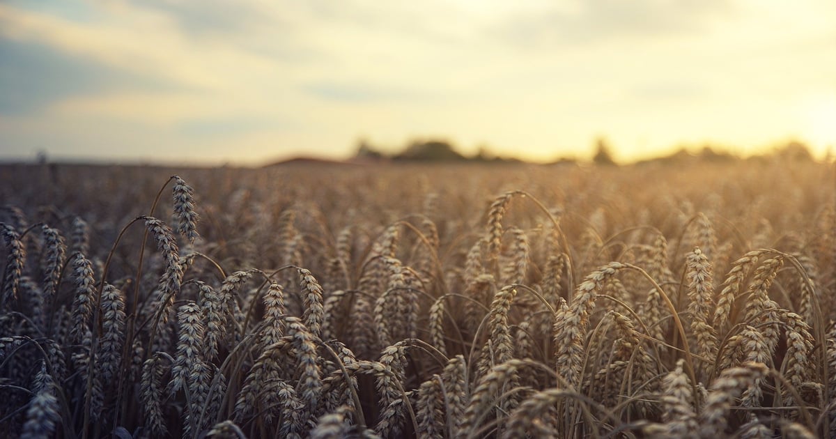Middle East fertiliser crisis likely to hit smaller bulk carriers