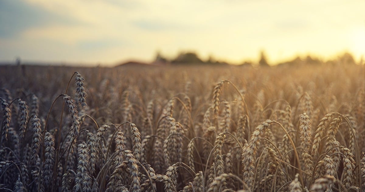 Middle East fertiliser crisis likely to hit smaller bulk carriers