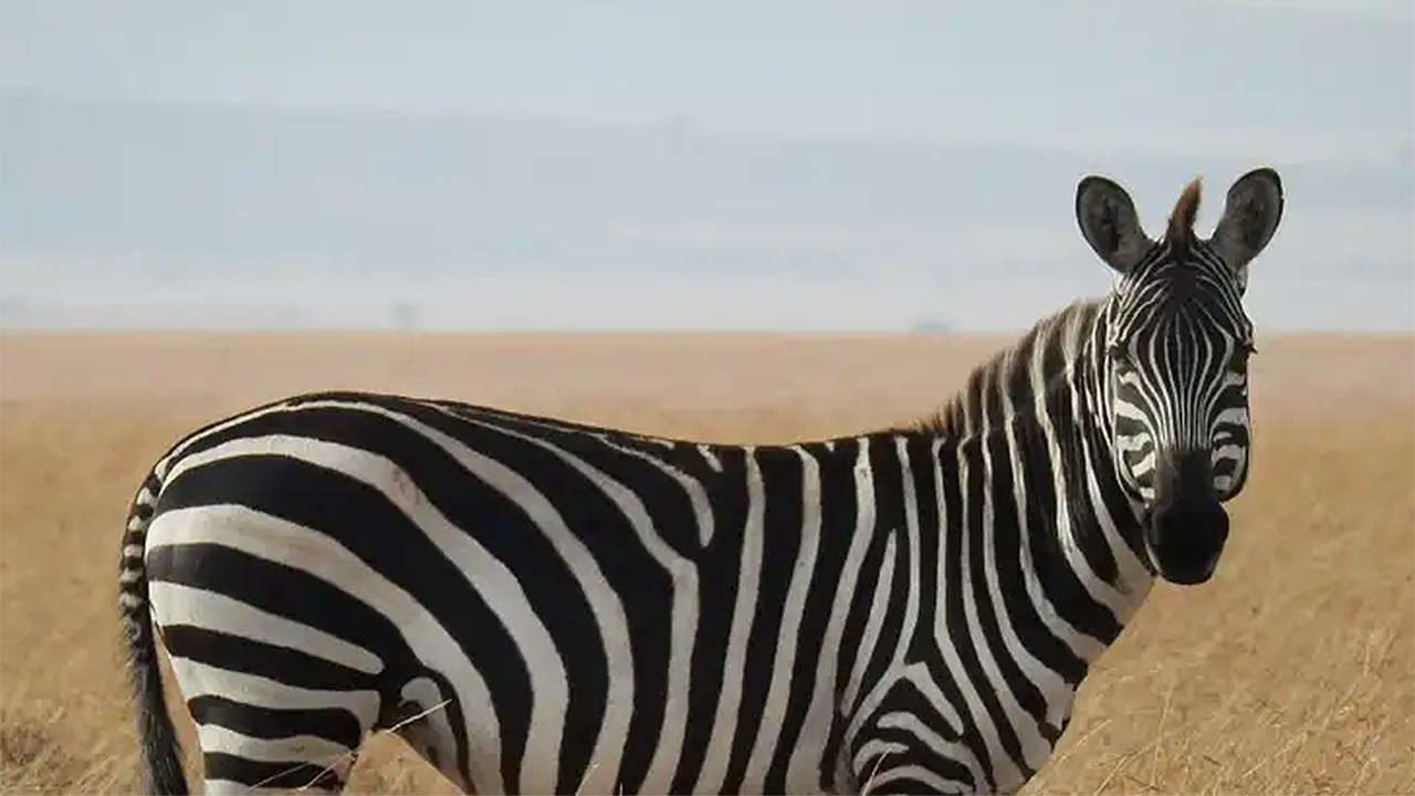 Zitatbanner zur Seltenheit der AL-Amyloidose