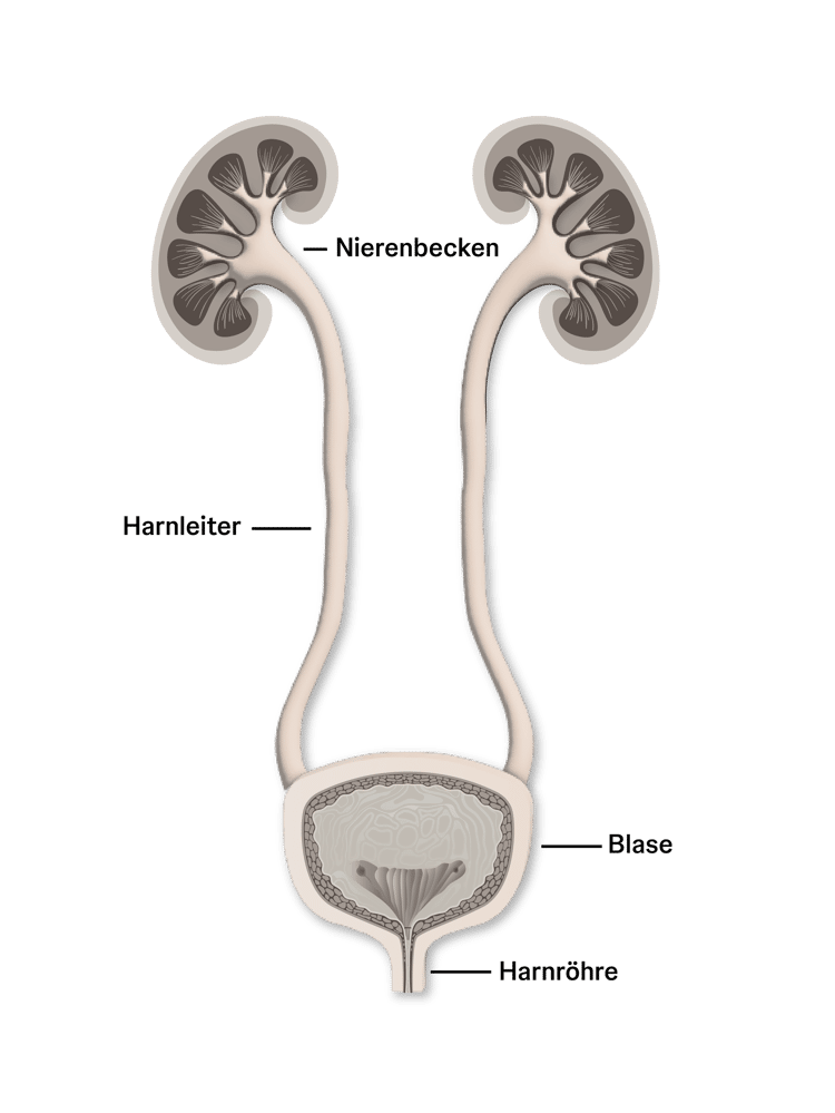 Urogenitaltrakt Urogenitaltrakt