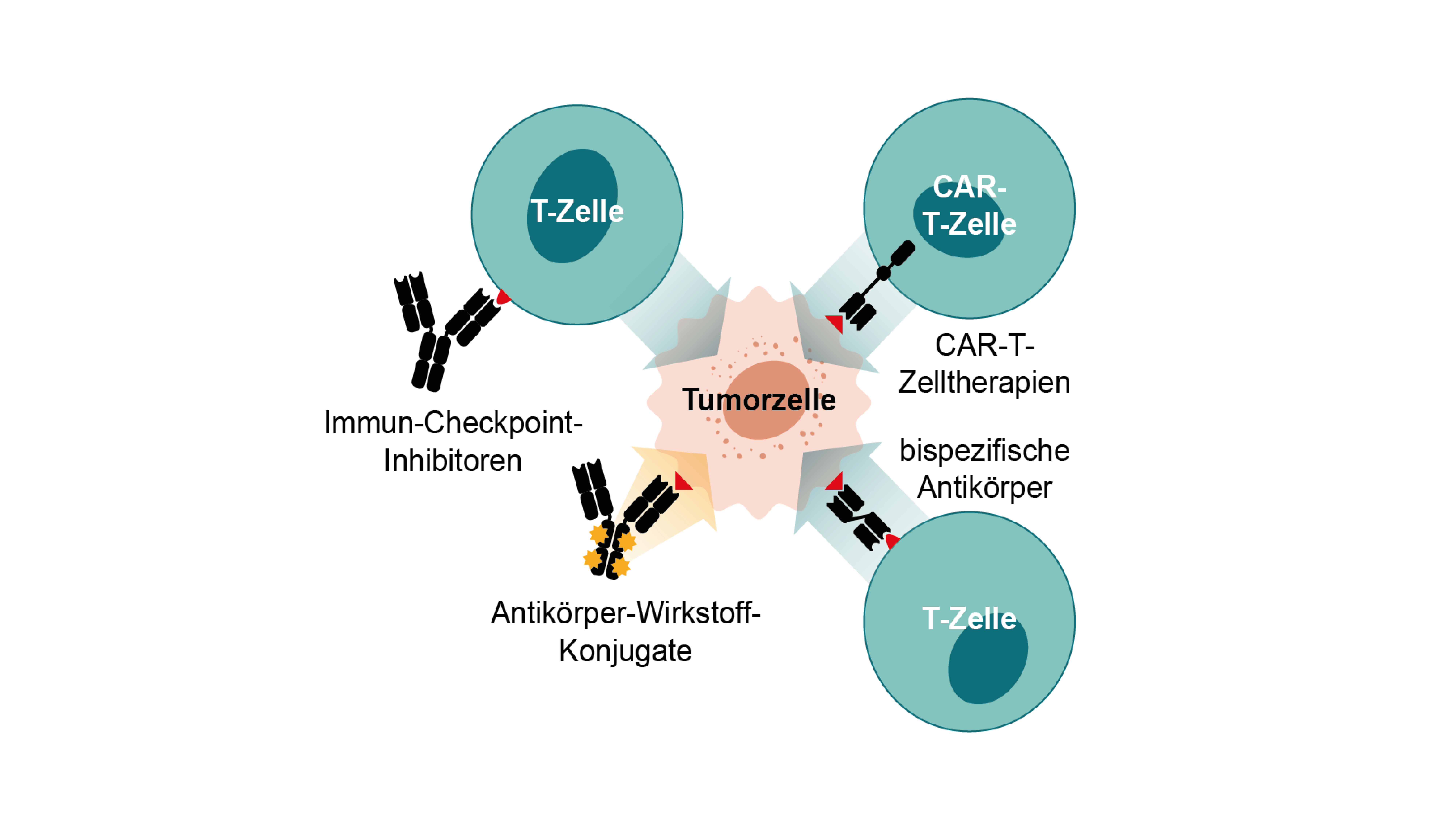 In vielen onkologischen Indikationen kommen zunehmend zielgerichtete und immunonkologische Therapien zum Einsatz.
