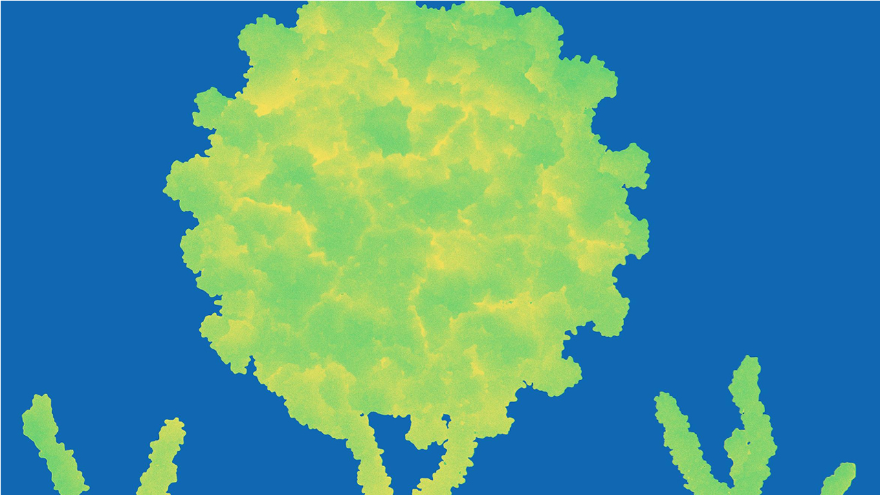 Illustration des Coxsackievirus, das an das menschliche interzelluläre Adhäsionsmolekül-1 (ICAM-1) auf der Oberfläche einer menschlichen Zelle bindet.