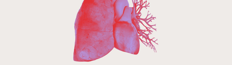 behandlung-der-pah-banner Stilisierte Illustration des Herz‑Lungen‑Komplexes in Rot‑ und Violetttönen auf grauem Hintergrund.