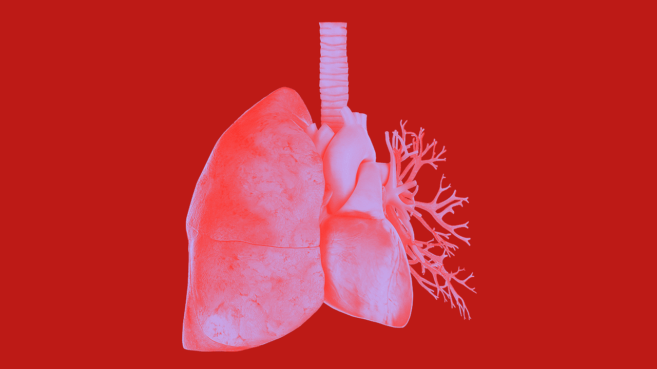 Stilisierte medizinische Illustrationen des menschlichen Herz-Lungenkomplexes mit deutlich erkennbarer Lunge, Herz und Bronchialbaum. Die Organe sind in Rot und Violet tönen gehalten und heben sich kontrastreich vom dunkelrotem Hintergrund ab