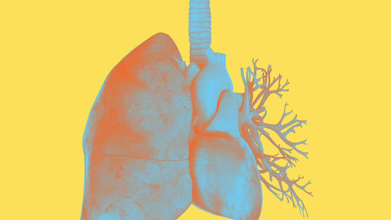 Stilisierte medizinische Illustrationen des menschlichen Herz-Lungenkomplexes mit deutlich erkennbarer Lunge, Herz und Bronchialbaum. Die Organe sind in Blau und Orangetönen gehalten und heben sich kontrastreich vom gelben Hintergrund ab.