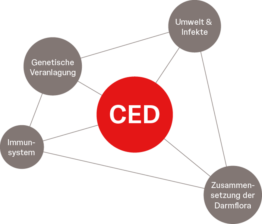 Die Pathogenese der CED ist ein multifaktorielles Zusammenspiel Die Pathogenese der CED ist ein multifaktorielles Zusammenspiel