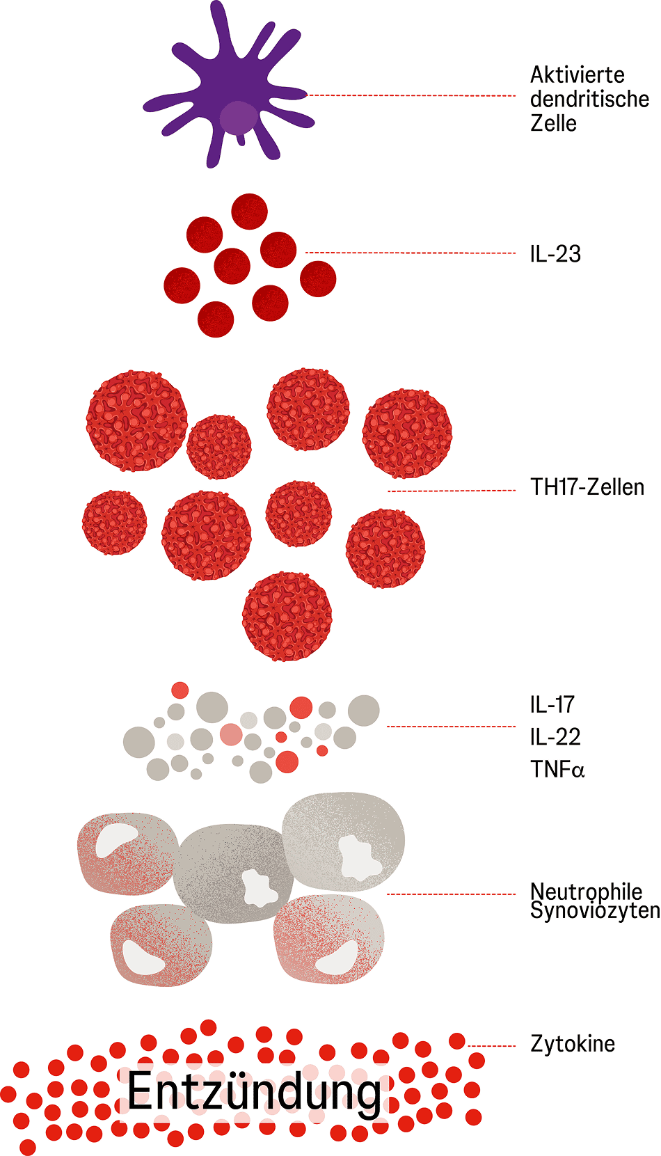 Psoriasis Entzündungsprozess
