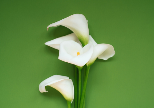 A bunch of white lilies purchased for a funeral service. White lilies bought for a funeral.