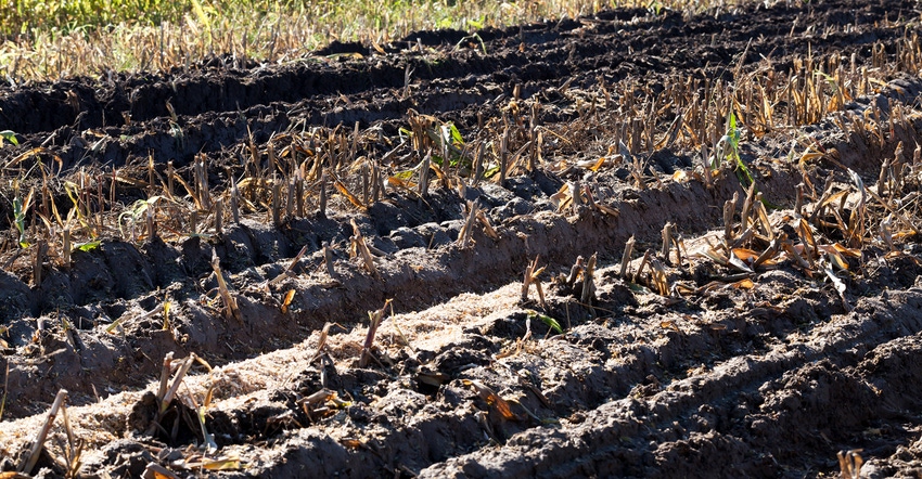 ruts in mud in cornfield ruts in mud in cornfield