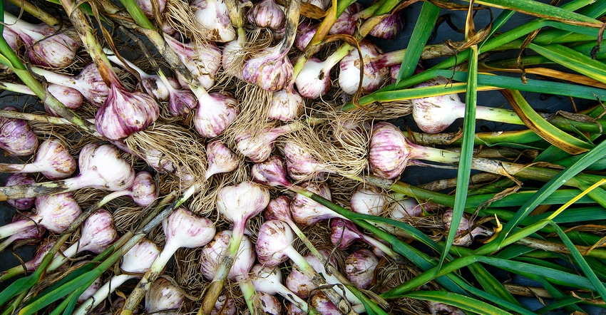 display of garlic bulbs
