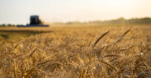 todd-johnson-2022-wheat-harvest.jpg