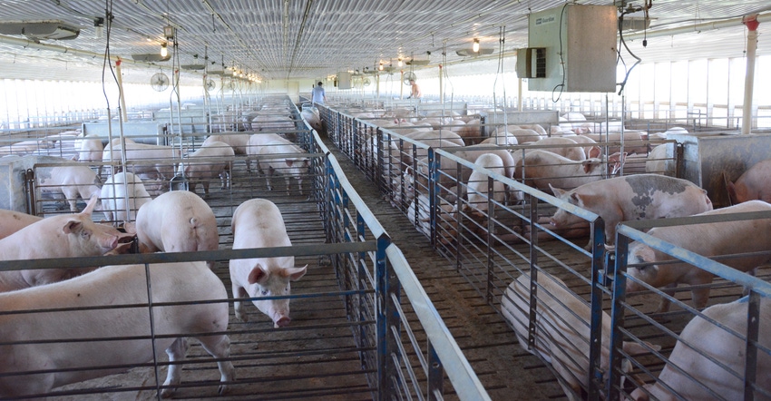 Pigs in pens in barn